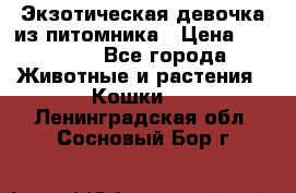 Экзотическая девочка из питомника › Цена ­ 25 000 - Все города Животные и растения » Кошки   . Ленинградская обл.,Сосновый Бор г.